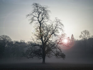 Sonnenaufgang im Nebel